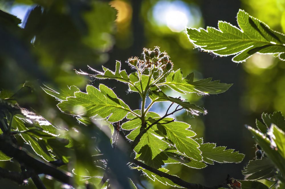 Зеленый парковый этюд в контровом свете