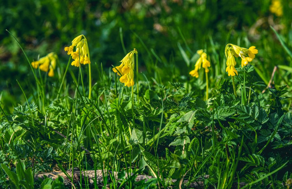 Photograph by Юлия Ковальчук