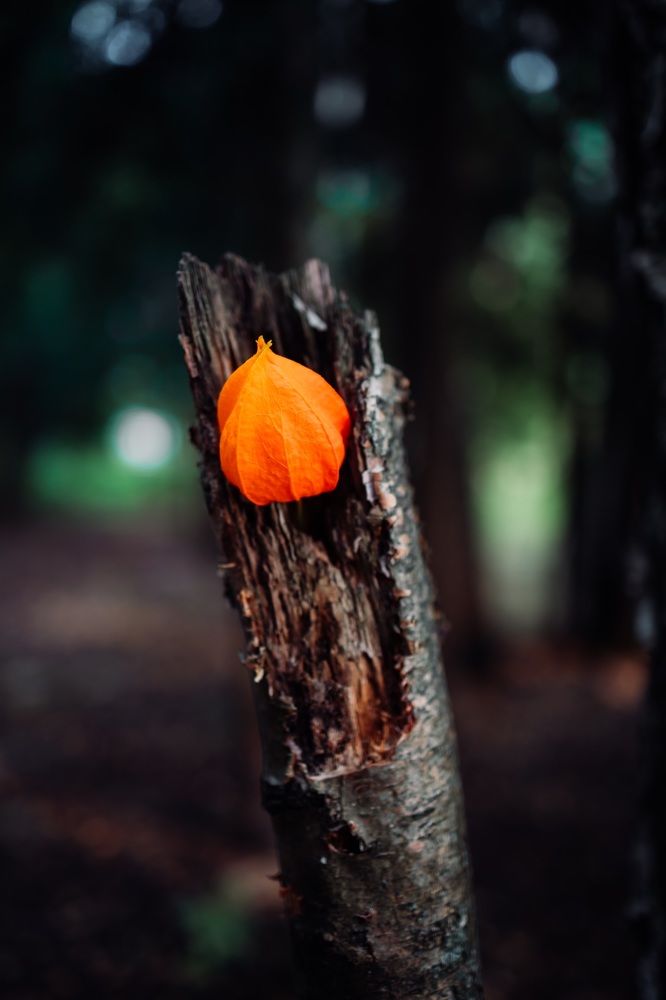 Фотография автора Евгений Величко