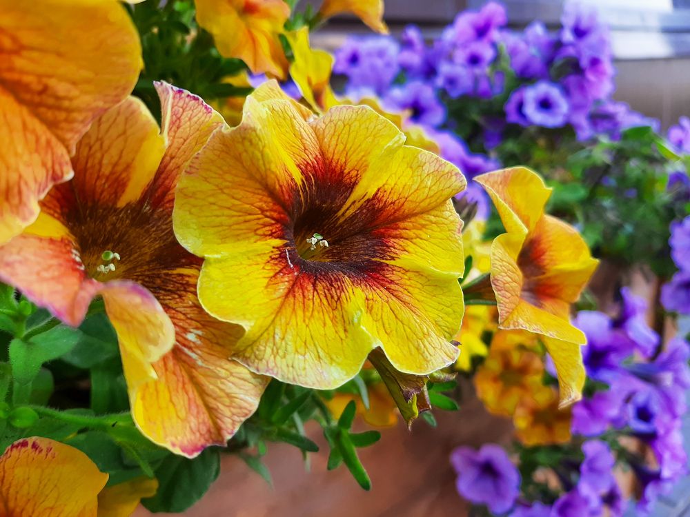 Фотография автора Светлана Дунаева