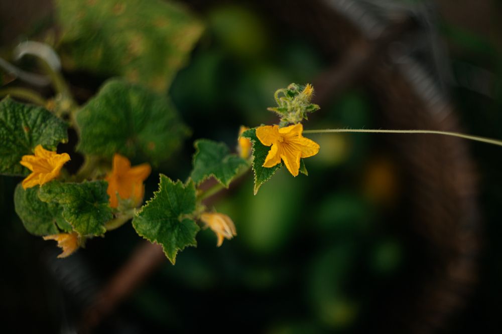 Фотография автора Лукашенко Ольга