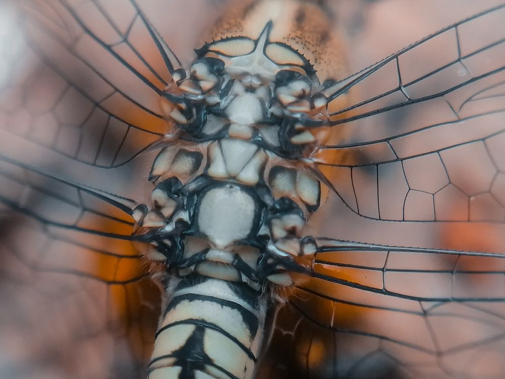 Photograph by Pramo Liyanage