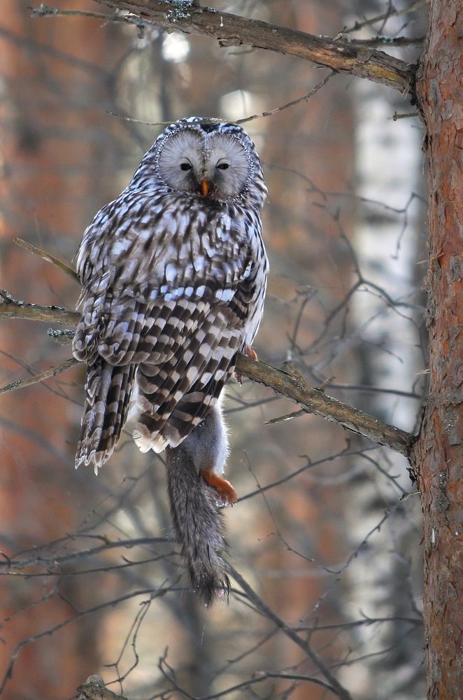 Photograph by Алексей Шехонин