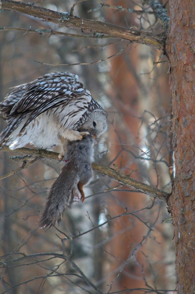 Photograph by Алексей Шехонин