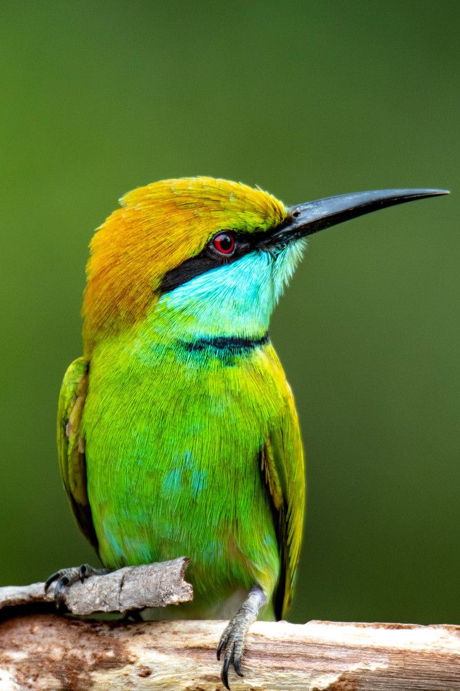 Photograph by Namina Wijetunga