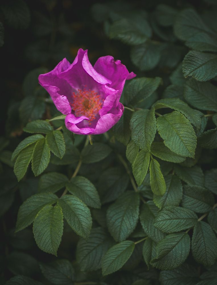 Photograph by Вера Рябинина