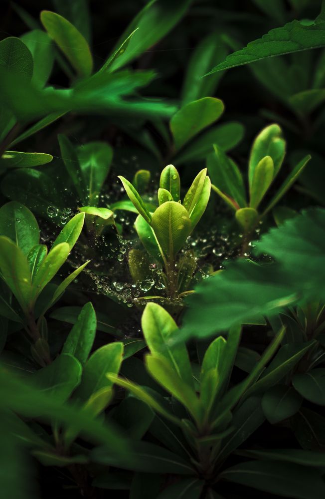 Photograph by Farshad Yazdankhah