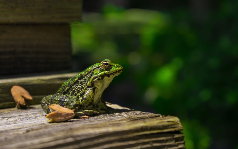 Photograph by Farshad Yazdankhah