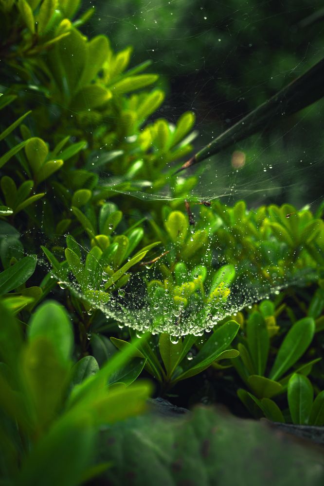 Photograph by Farshad Yazdankhah