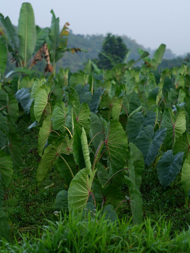 Фотография автора R. Zai