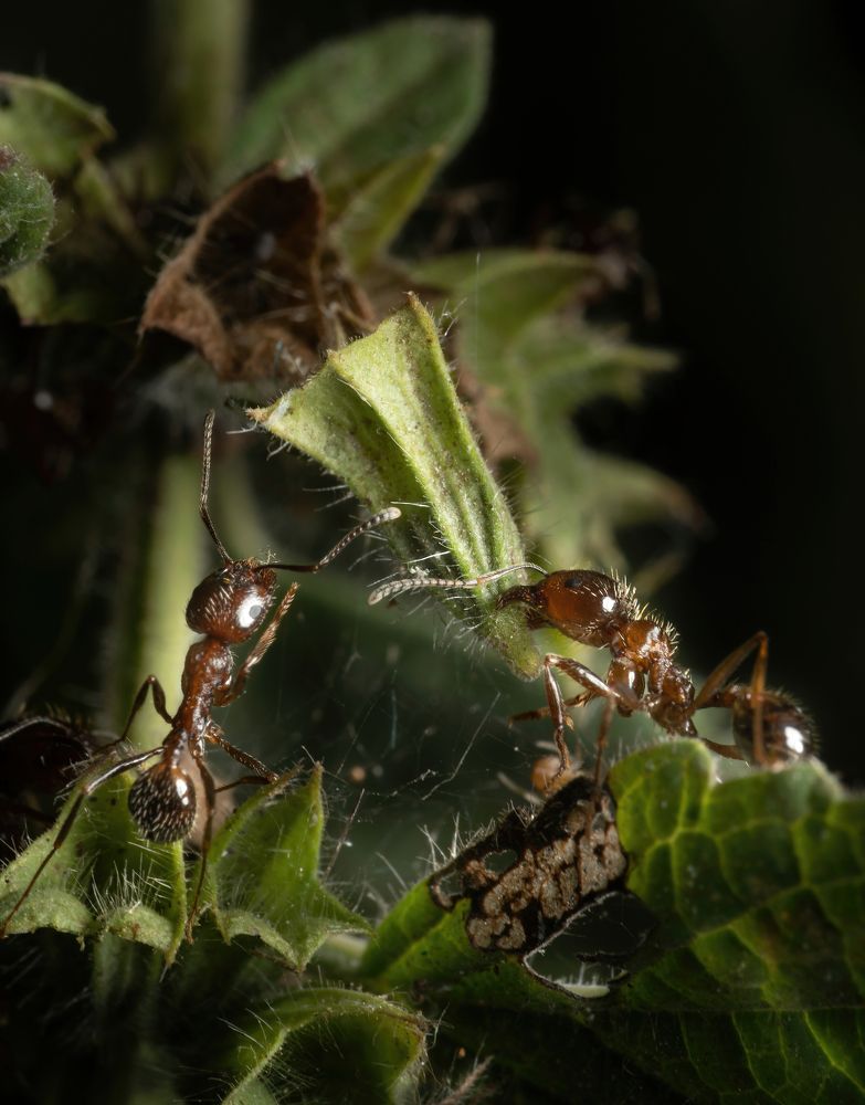 Фотография автора Олесь Парицкий