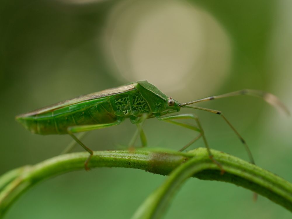 Фотография автора R. Zai