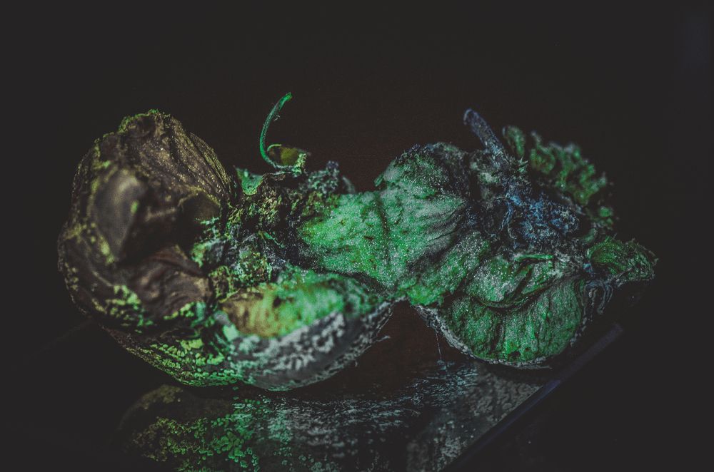 Photograph by Veronika Trubnikova