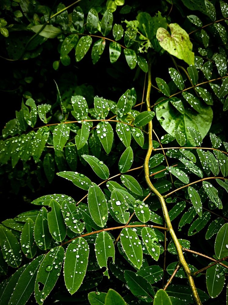 Photograph by Aman yadav