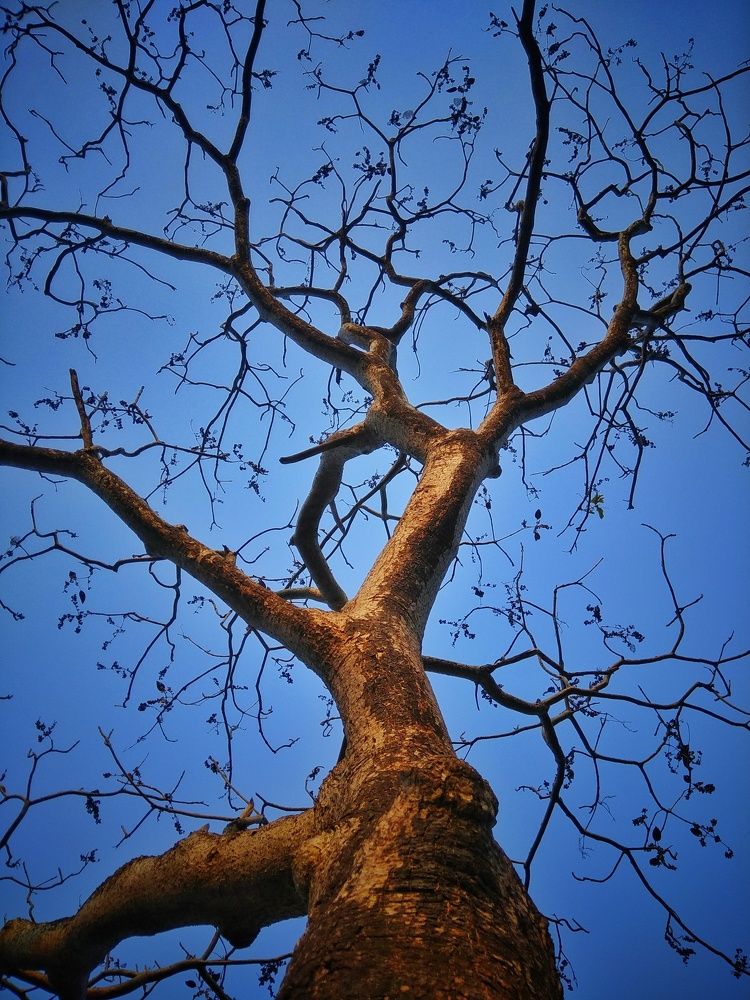 Branches