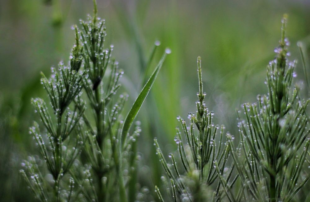 Photograph by Инна Карасева