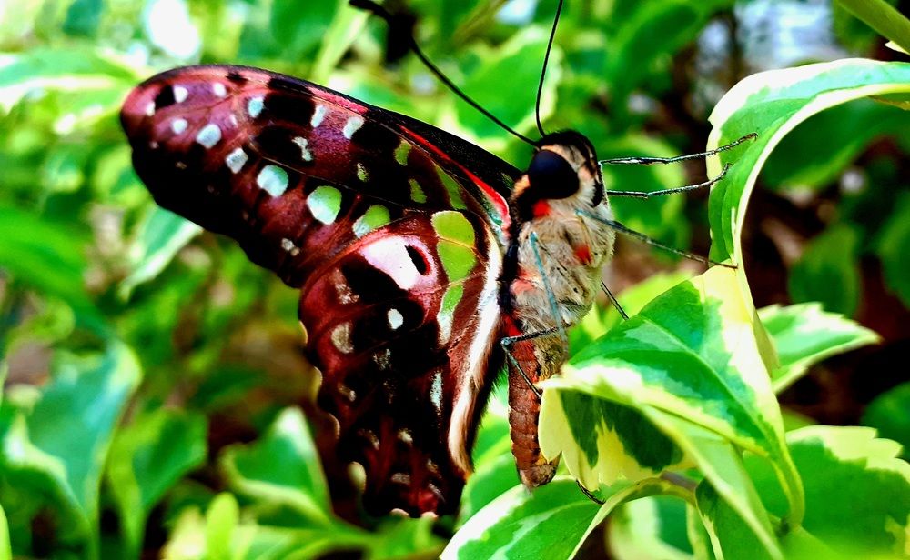 Photograph by FELOMINA ENDEREZ