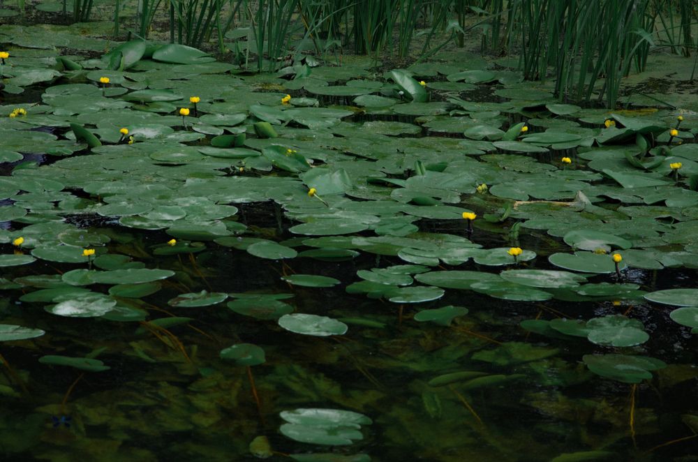 Photograph by Ольга Моисеева