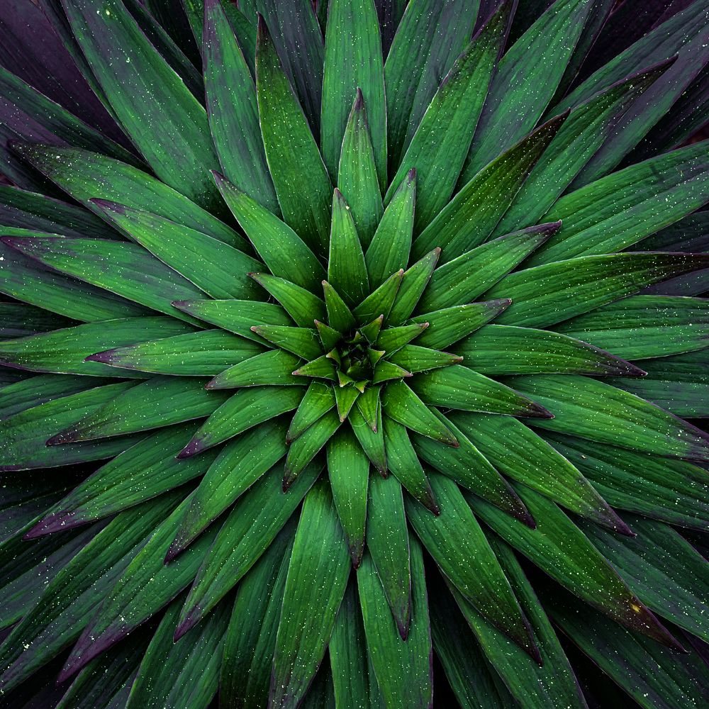 Photograph by Ольга Мусиенко