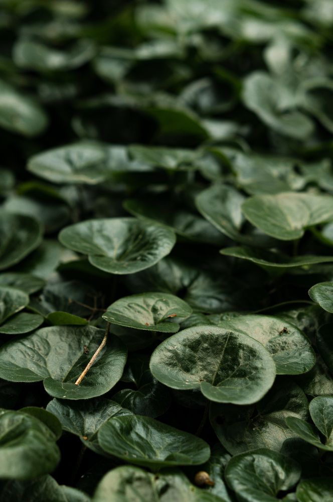 Photograph by Светлана Нестерова