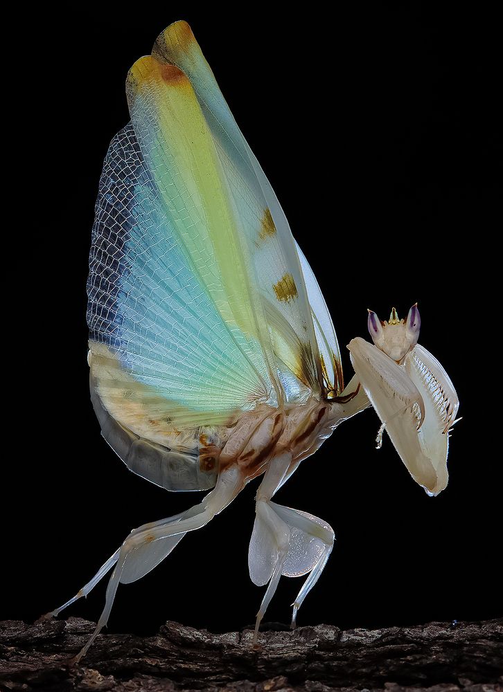 Orchid Mantis - Hymenopus Coronatus