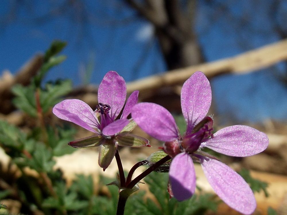 Фотография автора János Rábli