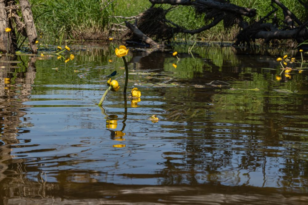 Photograph by Елена Копейкина