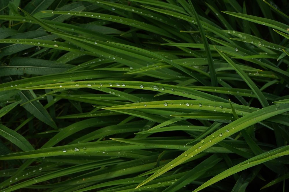 Photograph by Елена Копейкина