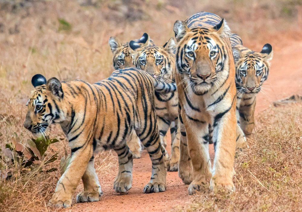 Photograph by Rajesh Koderi