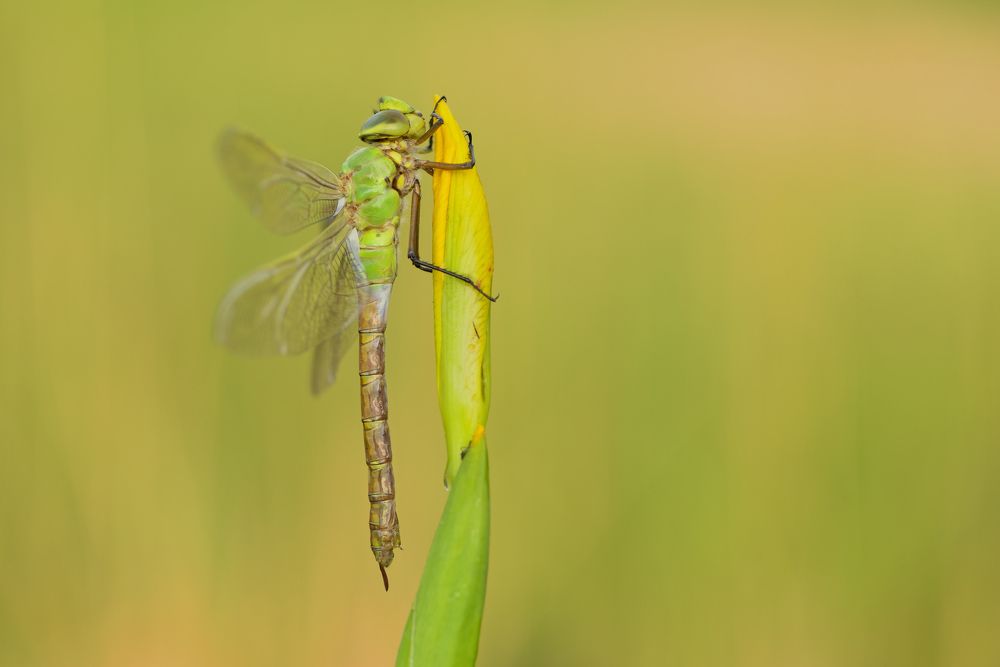 Photograph by ruurd visser