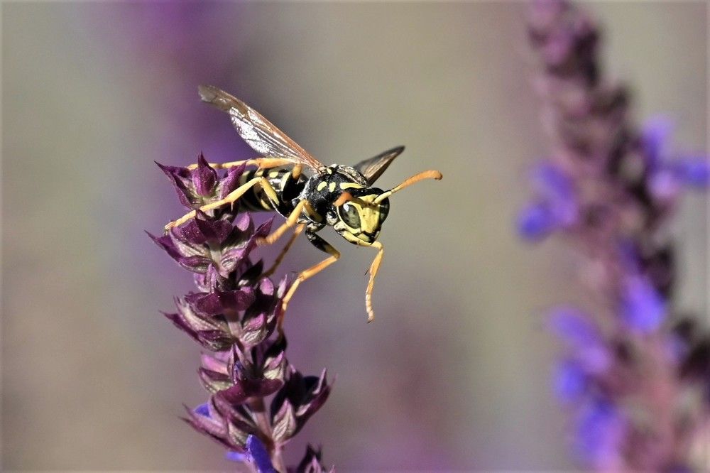 Фотография автора IRINA FILIPPOVA