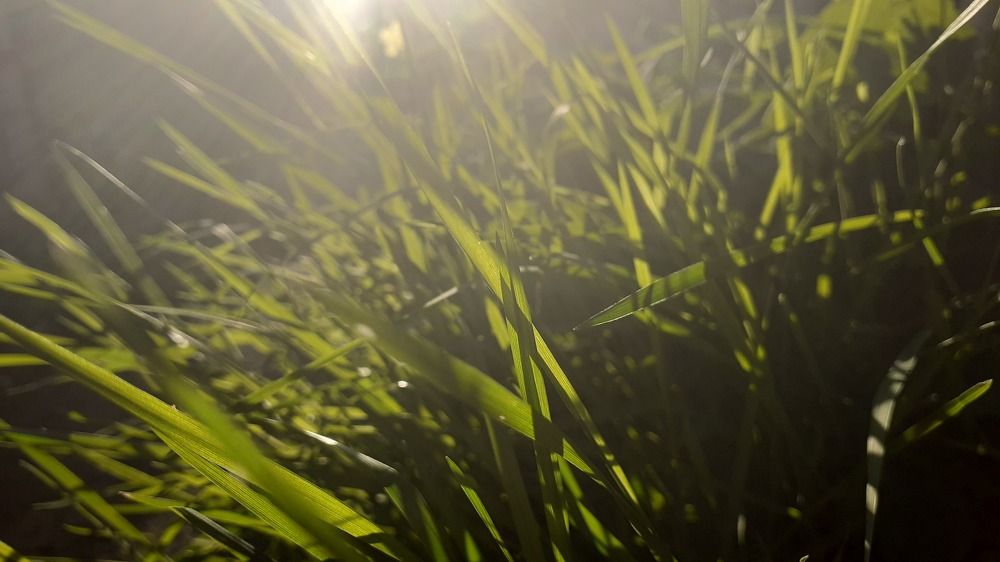 Photograph by Елена Лещева