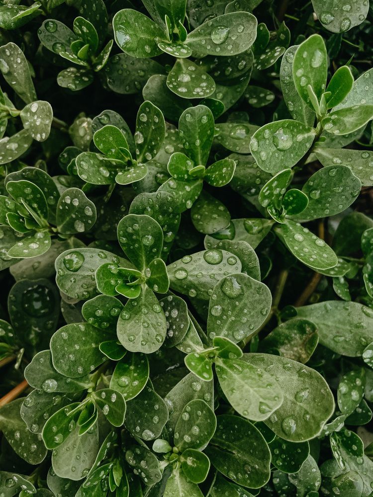 Фотография автора Oxana Yurasova