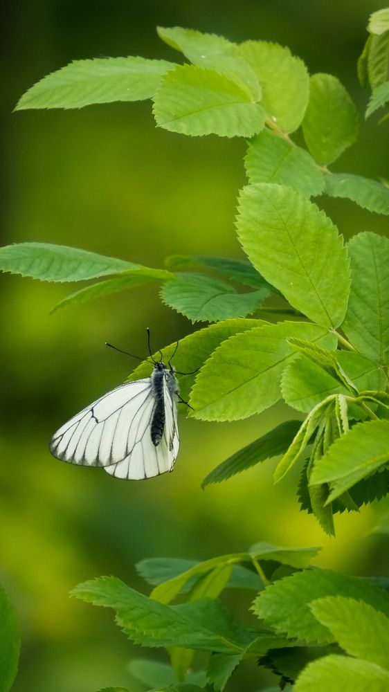 Photograph by Slesareva Nina