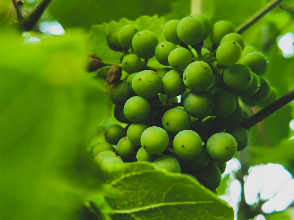 Фотография автора Petar Metić