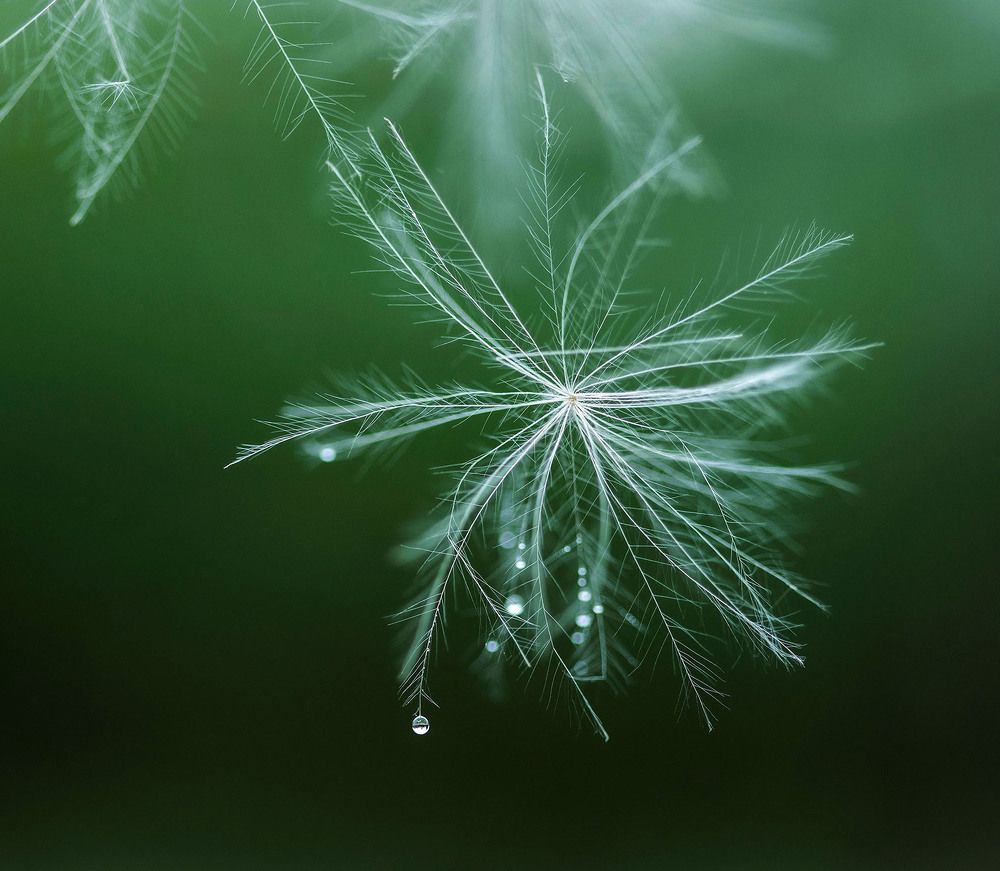 Летняя снежинка