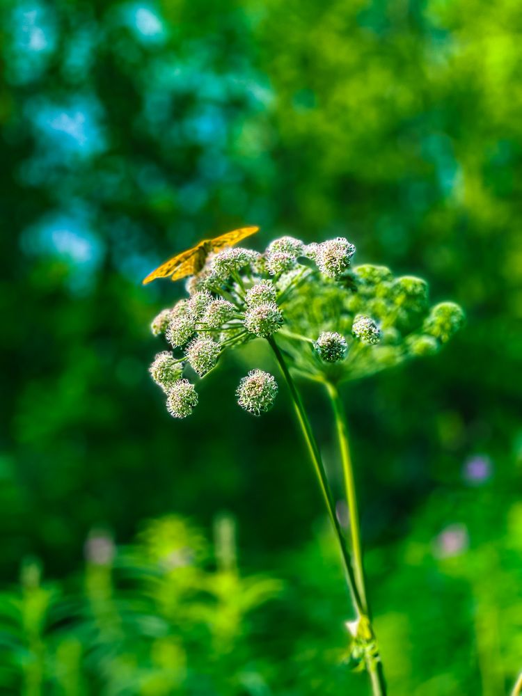 Photograph by Alice Vikernes