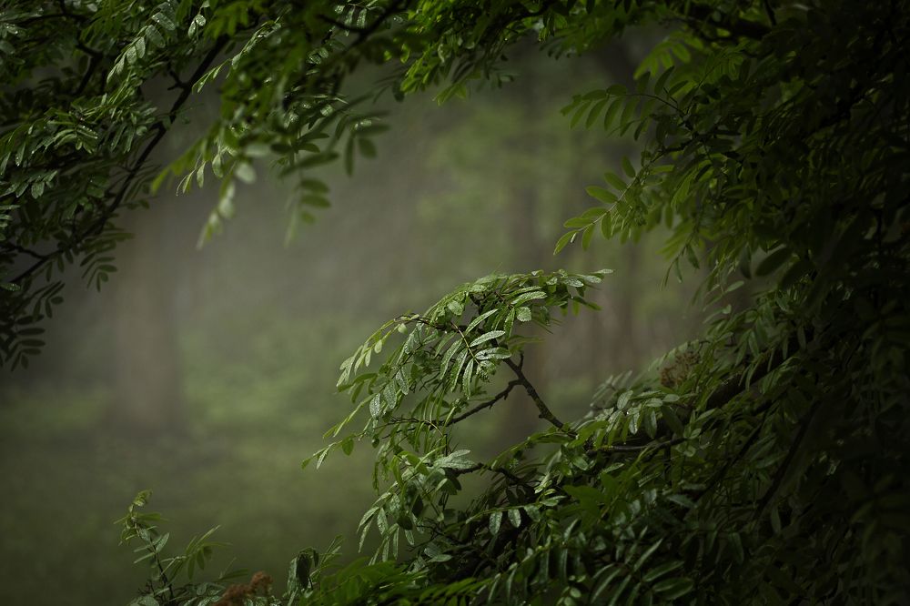 Photograph by Марианна Привроцкая