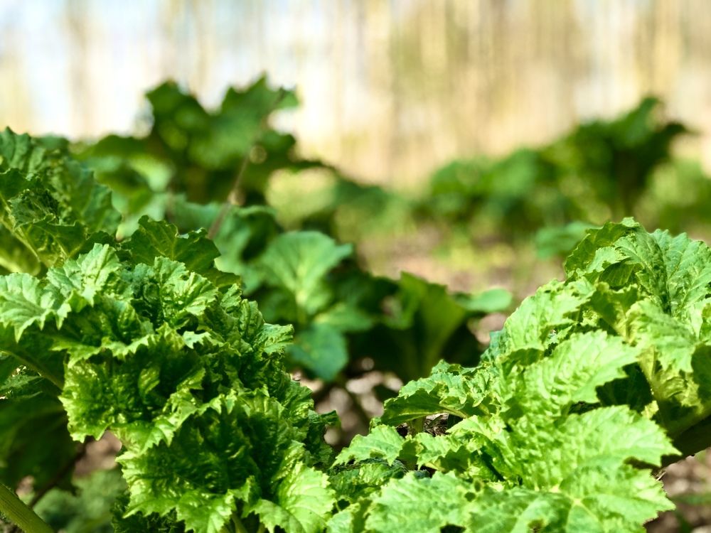 Photograph by Григорий Лыжин