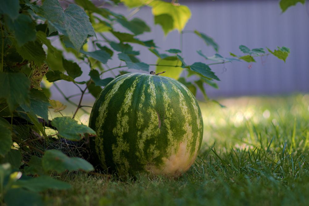 Photograph by Демьян Лопатов