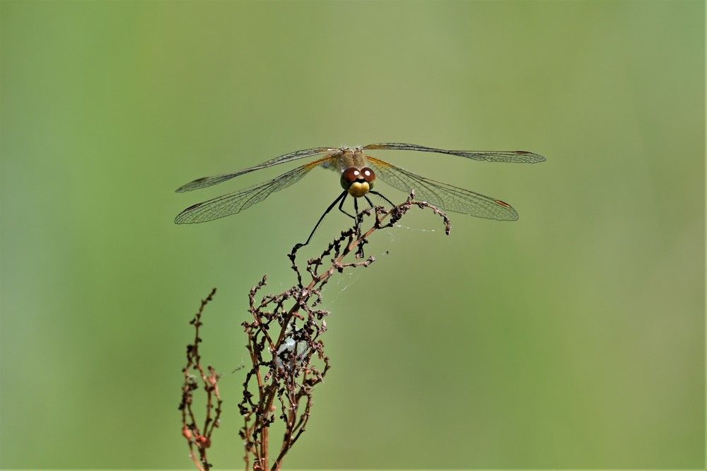 Фотография автора IRINA FILIPPOVA