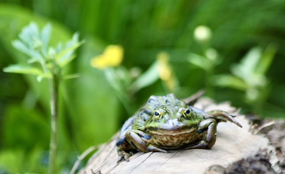 Прудовая лягушка (лат. Pelophylax lessonae).