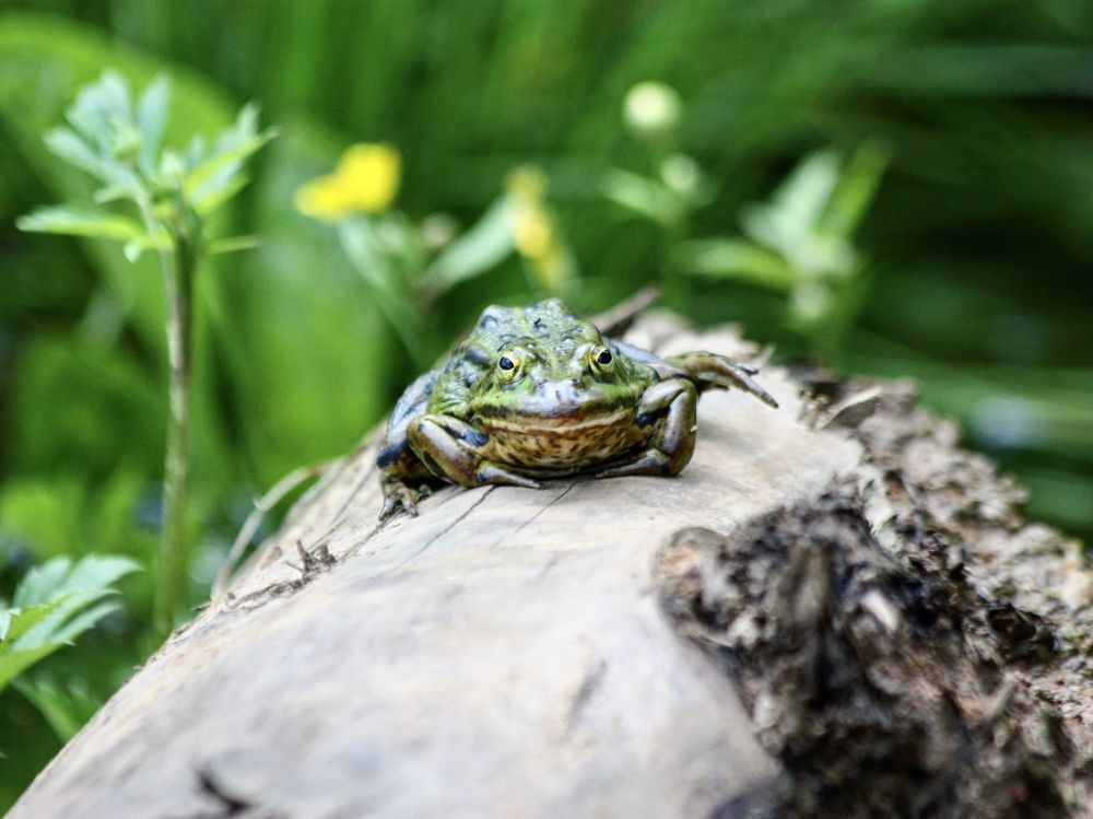 Прудова́я лягу́шка (лат. Pelophylax lessonae).