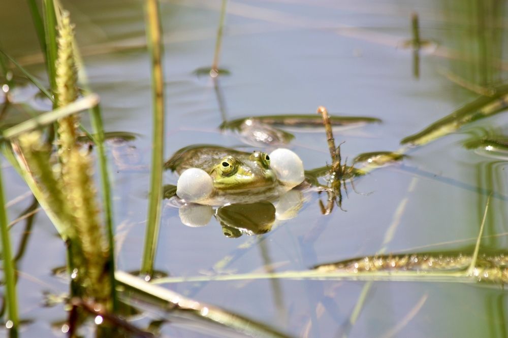 Прудовая лягушка