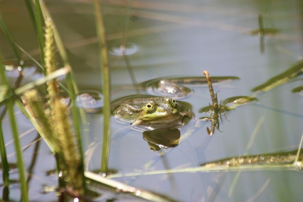 Прудова́я лягу́шка(лат. Pelophylax lessonae).