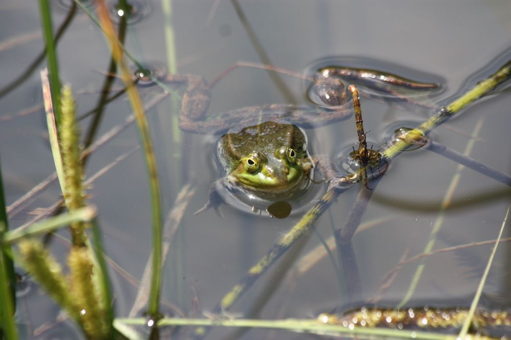 Прудовая лягушка.