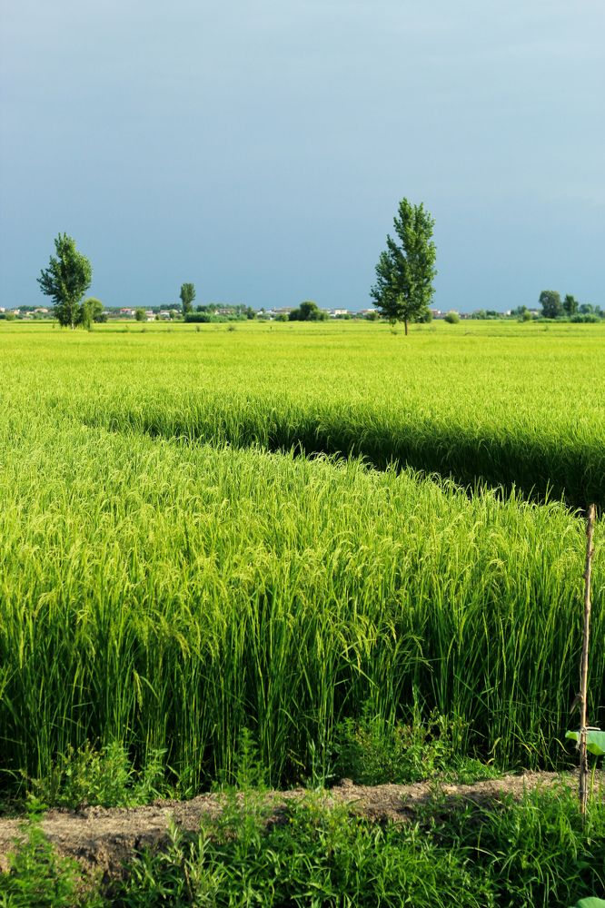 Photograph by Atefeh