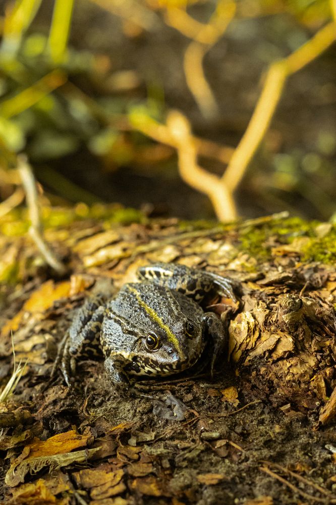 Photograph by Мария Шомина