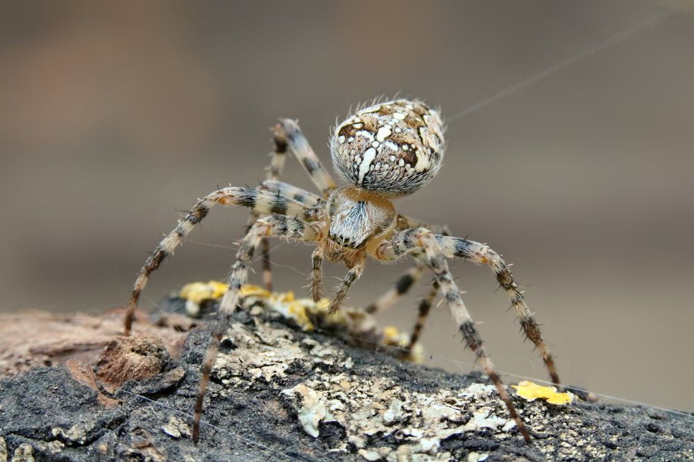 Photograph by Игорь Осипов