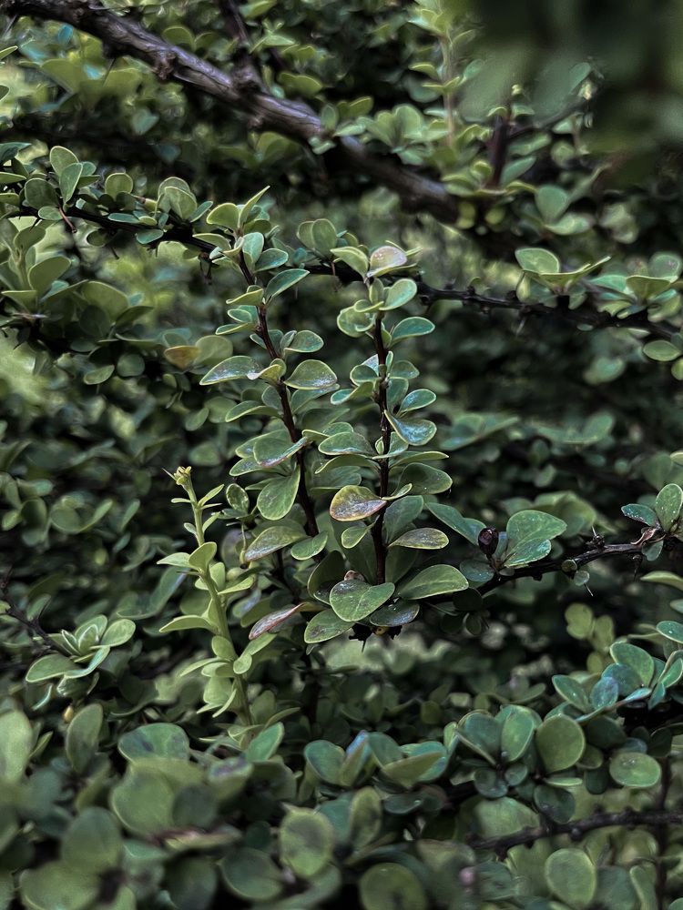 Фотография автора Katia Buiko